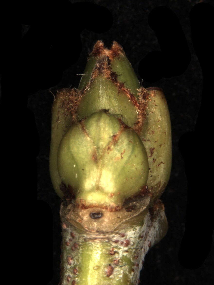 A red maple bud with a leaf scar below it.  The bud is greenish with small red hairs. Underneath it is a small, cup-shaped brown scar where last year's leaf was attached. There are two annotations with arrows pointing out the bud and the leaf scar.