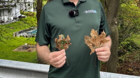 Regional DEC forester Tim Wenskus shows two Norway maple leaves infected with tar spot.