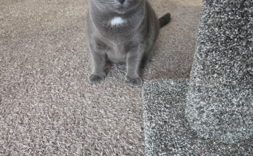 Toby's nonbiological sister, Connie, is also a polydactyl cat.