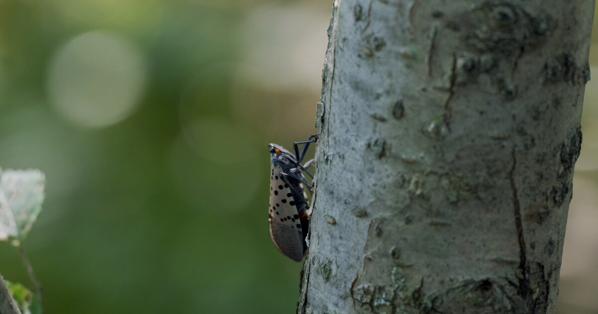 Ri Invasive Bug Photo of invasive bug at Howell store sparks investigation — but no ...