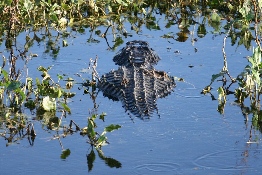 An alligator swims in Paynes Prairie. (WUFT News file photo)