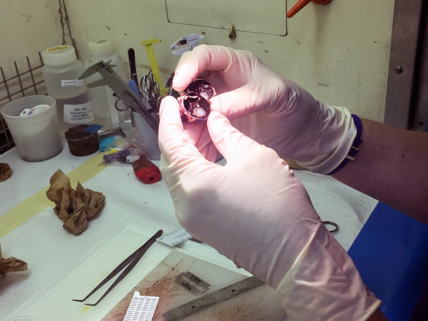 Shaw inspects one half of a dog's diseased eye that was submitted to the lab for analysis. She found evidence of extensive bleeding inside the eyeball and a detached retina — likely caused by chronic high blood pressure.