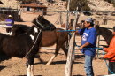 navajo father son horses