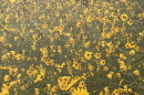 The Pepper Ranch Preserve in Pepper Ranch Preserve in Immokalee annually experiences a native sunflower bloom. Reservations for viewing the 2026 annual bloom event of native Southeastern sunflowers is available at  https://tinyurl.com/PepperRanchSunflowers.