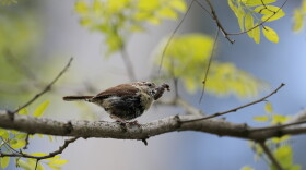A Carolina wren holds a caterpillar in its beak while atop a tree at Loch Raven Reservoir, Tuesday, May 12, 2020, in Glen Arm, Md. 
