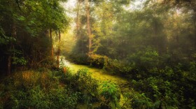 Woodland Morning by Susan Ross