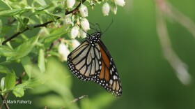 Monarch on high bush blueberry.