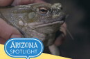 Arizona Spotlight 10/1/26 podcast thumb 
