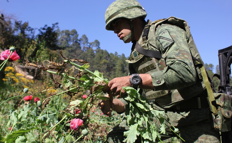 Isai Bello grew up in Nevada and California and later lived in South Carolina. When he moved back to his family's home state of Guerrero, Mexico, joining the military was the best way to make a clean living, he says. He earns about $30 per day eradicating poppies for the army.