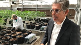FILE - Ultra Health president and chief executive officer Duke Rodriguez discusses the medical marijuana industry during a tour of the company's greenhouse in Bernalillo, N.M., April 6, 2018. (AP Photo/Susan Montoya Bryan, File)
