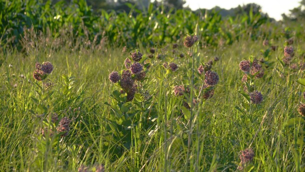 Common milkweed
