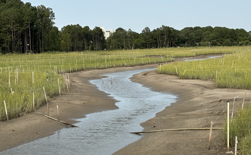 Reconstructed wetlands at Pleasure House Point, as seen in July 2026.