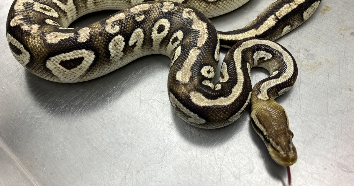 Homeowner Finds Python in Backyard, Highlights Pet Amnesty