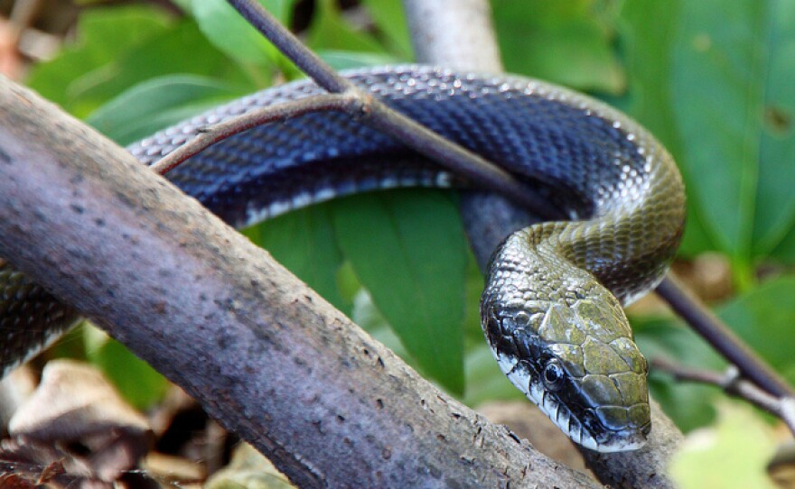 An adult Black Rat Snake.
