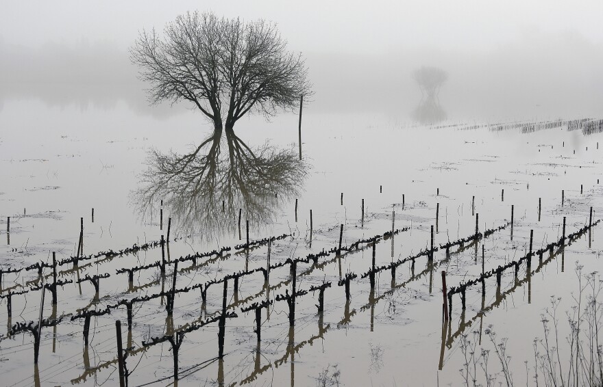 Vineyards remain flooded in the Russian River Valley in Forestville, Calif., on Monday. A massive storm system stretching from California into Nevada saw rivers overflowing their banks, flooded vineyards and forced people to evacuate their homes after warnings that hillsides previously parched by wildfires could give way to mudslides.