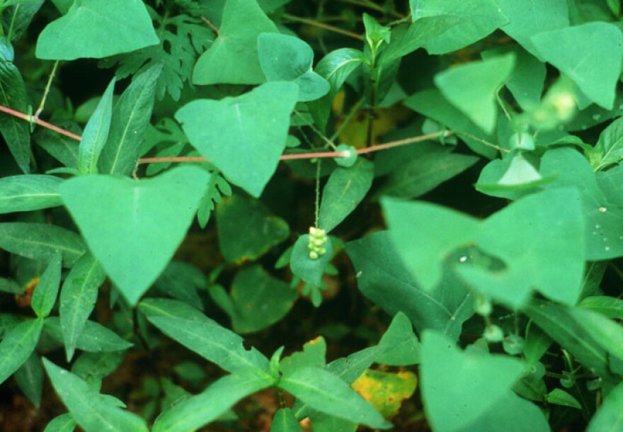 Mile-a-minute vine