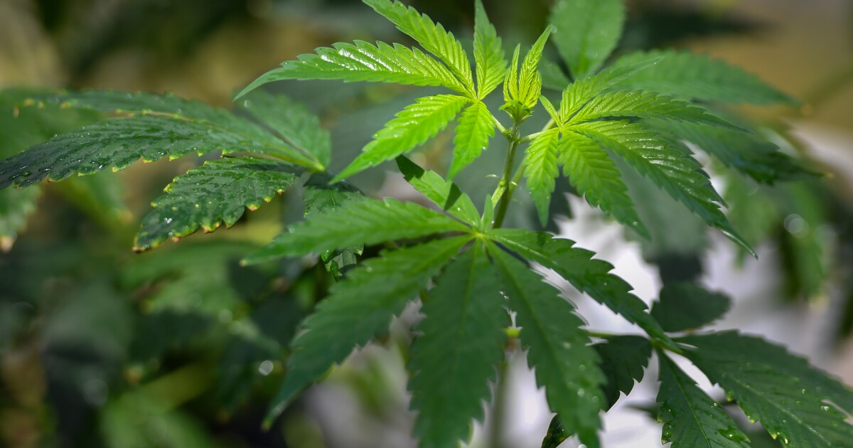 Pa. lawmakers put forward new recreational cannabis proposals