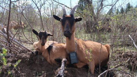 Valentina the goat, and her kids, Gallo and Guac, sit beneath shrubs the trio has just finished munching as part of a fire-fuel reduction gig in eastern Idaho.