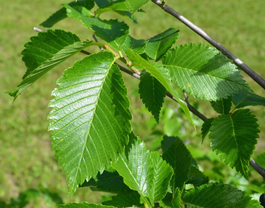 Pollen from elm trees, which appears before the leaves, is likely to plague allergy sufferers this spring.