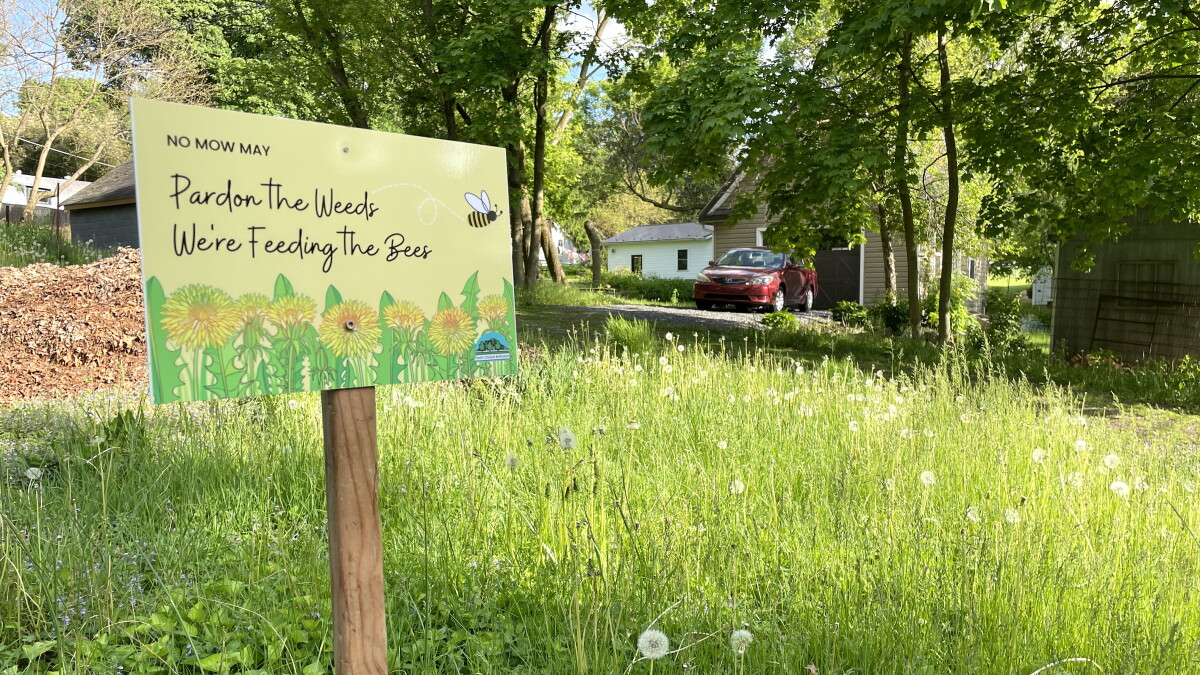 Pollinator-friendly 'No Mow May' returns to State College - Vimarsana News