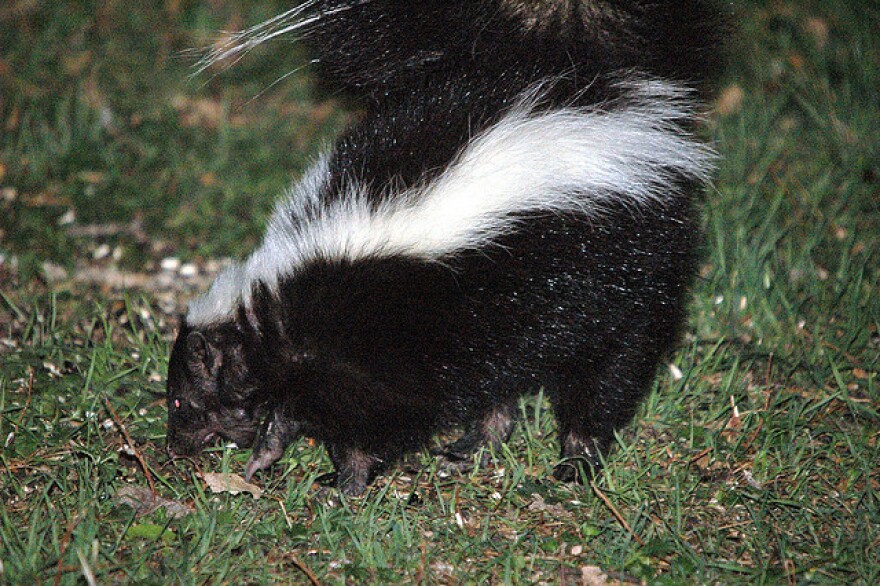 Skunks and bats are the most common animal to have rabies in Texas according to the Texas Department of State Health Services.