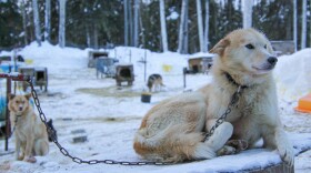 A blond sled dog lying on top of a plywood house on a chain