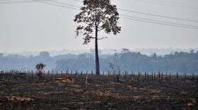 A lone burnt tree stands on a deforested area in the surroundings of Porto Velho, Rondonia State, in the Amazon basin in west-central Brazil. (Carl de Souza/AFP/Getty Images)