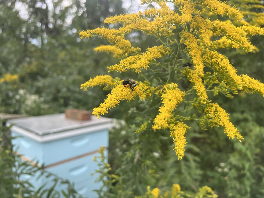 A small bee collects pollen from flowers nearby a manmade hive at Little Miami Farms