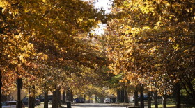 In 2022, Lexington's city council set aside $1.5 million to support Lexington’s tree canopy and the tree survey officials are asking residents to take part in is a part of that effort.
