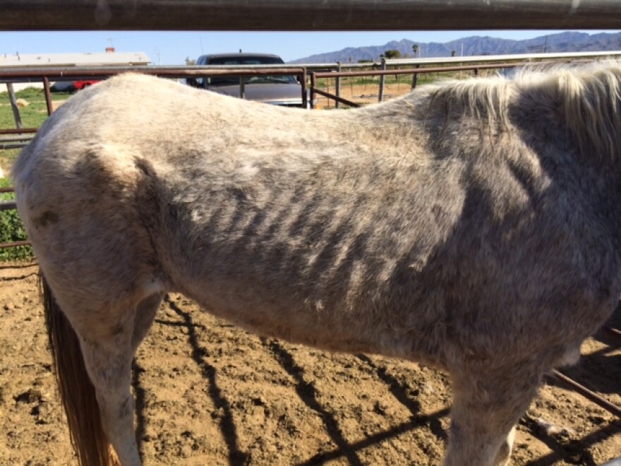 One of the horses found malnourished at the Buckeye property.