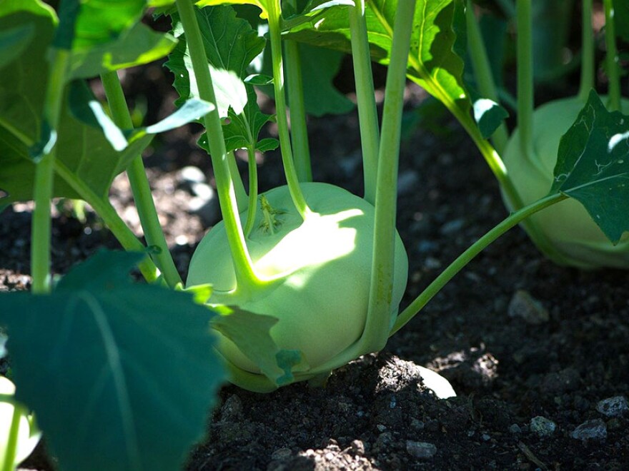 Kohlrabi
