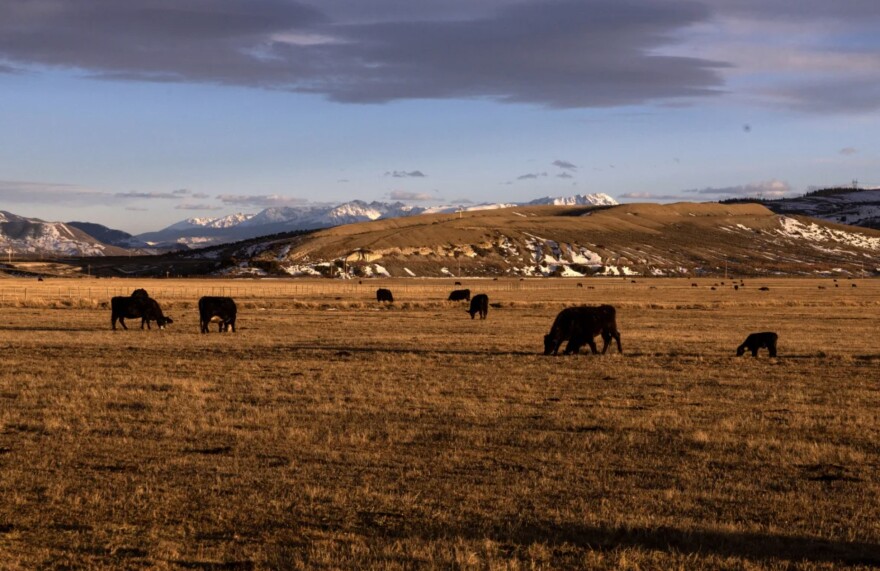 Cows and their calves graze the fields, April 9, in Grand County.