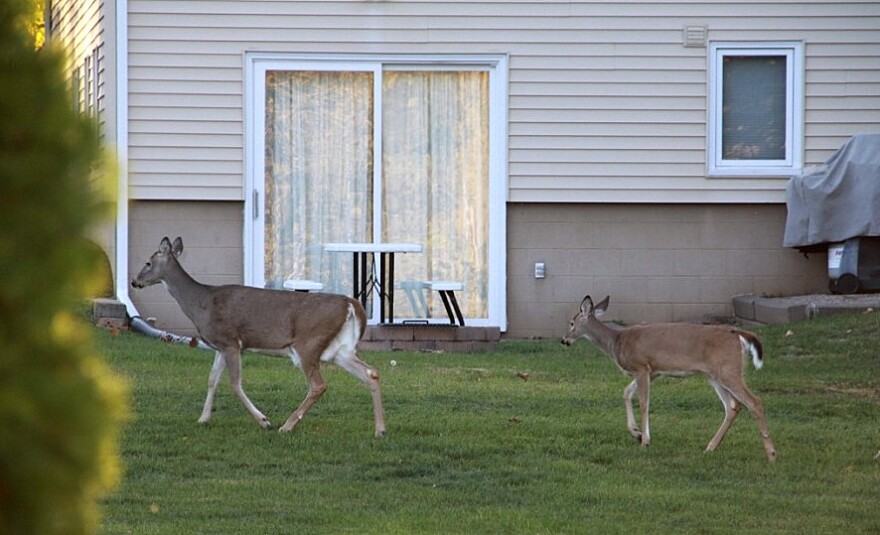 2012 photo of deer in a back yard