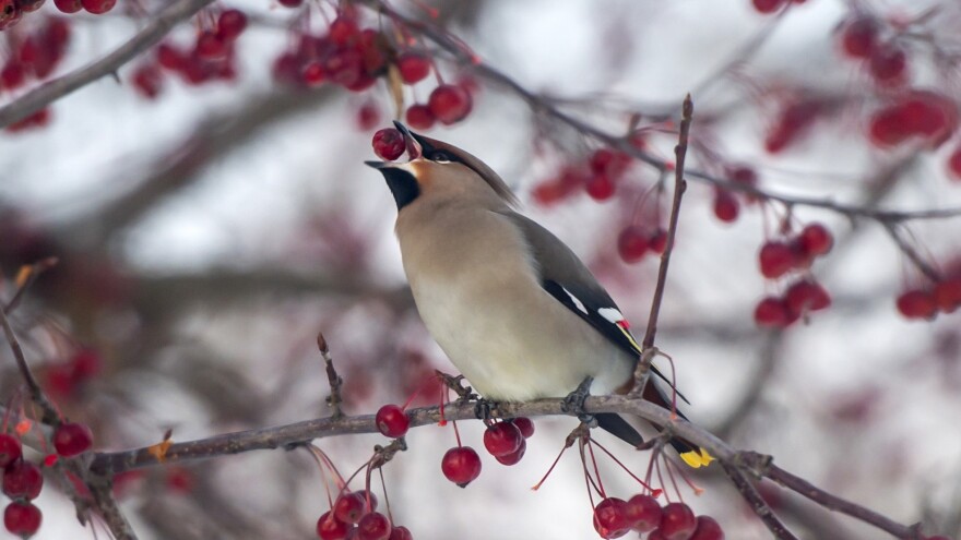 A waxwing eats a berry on an arrowwood tree. Cedar and other waxwings are known to gorge on fermented berries and other fruits, leading them to appear drunk.