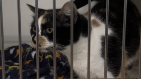 Sushi is a very talkative cat at Medina County SPCA, a humane society in Seville, Ohio. Pet shelters across the country have seen more people, especially Gen Z, adopting cats than dogs.