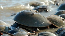 Conservation groups argue horseshoe crabs should be listed as an endangered species to help protect their habitat and reduce harvesting. (Photo by Gregory Breese, U.S. Fish And Wildlife Service)