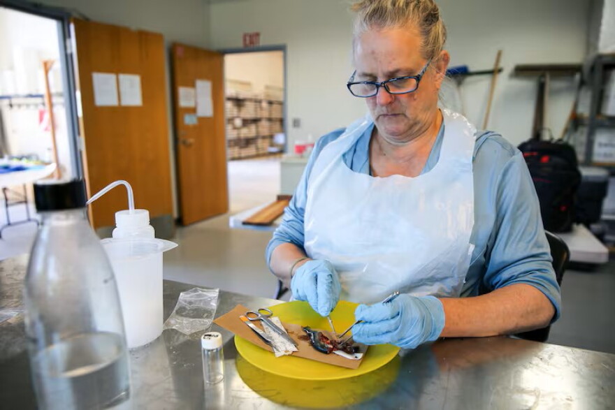 Cheryl Morgan, the principal investigator for OSU on the fish necropsy, looks for the tag in the head of a juvenile coho salmon in Newport, Oregon, on July 29, 2026