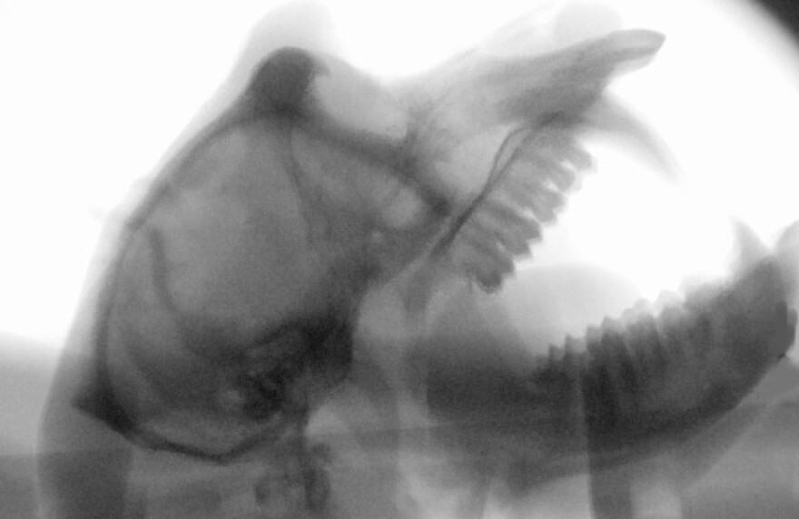 The researchers used X-ray videos to capture and trace the movements of the different parts of a macaque's vocal anatomy — such as the tongue, lips and larynx — during a number of typical macaque behaviors, including lip-smacking, yawning, grunting and cooing.