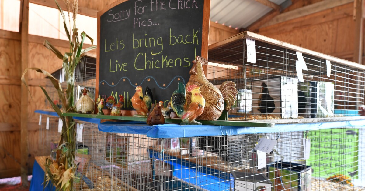 Pennsylvania’s poultry experts face avian flu outbreak 90.5 WESA