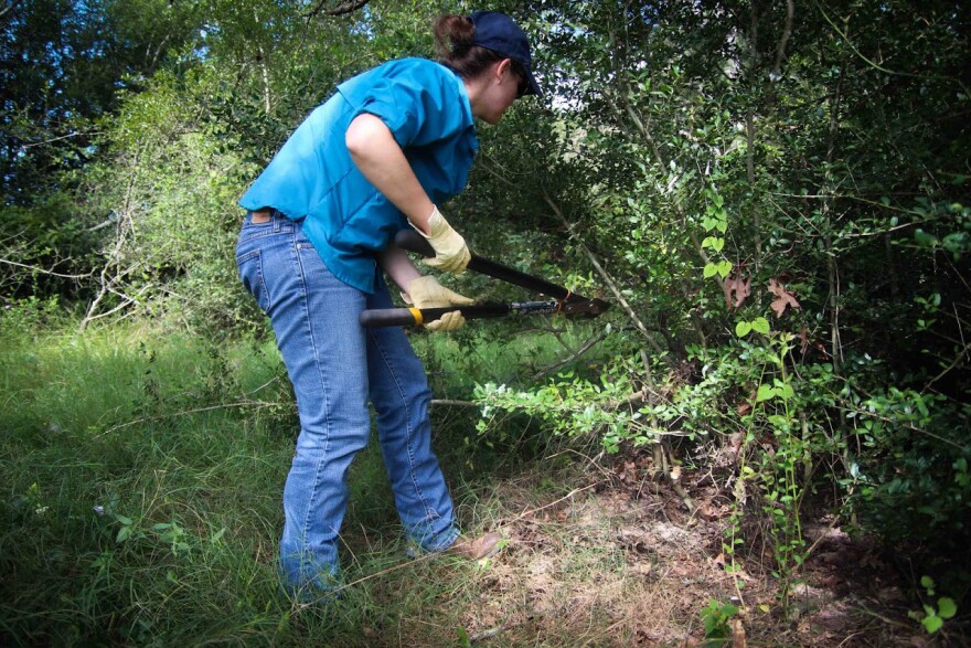 JennaDee Detro harvests yaupon. After it is harvested, she takes it to a drying barn. Only the dried leaves are used to make yaupon tea.