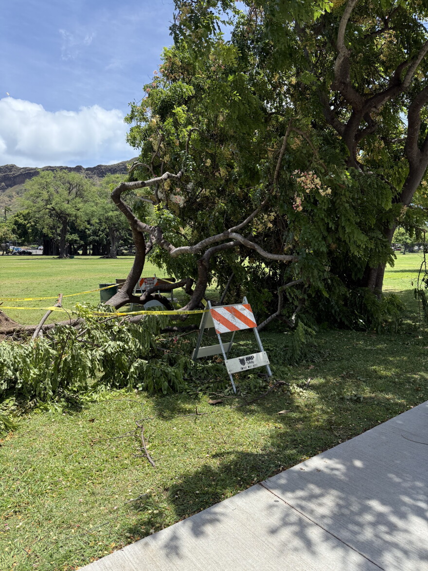 Shower trees are seen after they broke during Lala at Kapiolani Park.