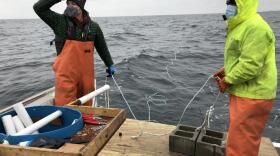 Adam Baske (left) and Capt. Rob Odlin of Running Tide Technologies in the Gulf of Maine. They release rope that's entwined with early-stage kelp, a fast growing seaweed that will soak up carbon dioxide.