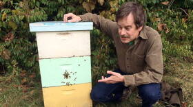 Purdue entomologist Greg Hunt raises millions of bees just West of Purdueâ€™s campus.