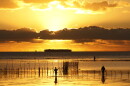 In this Wednesday, June 4, 2014 photo, fisher folk work on in shallow waters, near Nuku'alofa, Tonga. 