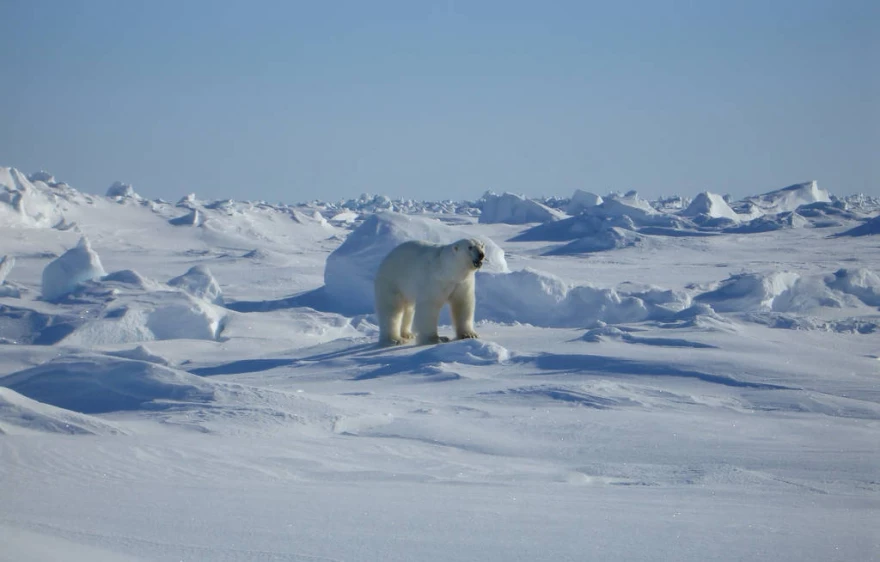 A male polar bear near Kaktovik.