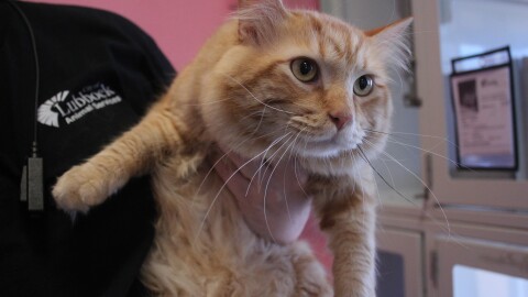 An adorable fluffy cat named Cheddar being held by Lead Shelter Officer Samantha Jones. 