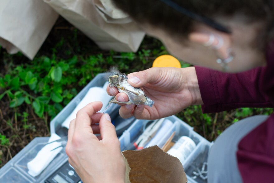 Intern Arzu Pahl picks up an 11-day-old baby bluebird after weighing it.