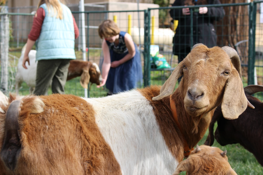 Goats and kids mill about in an enclosure at the Paradise Grazing Festival in Paradise Calif. on March 2023.