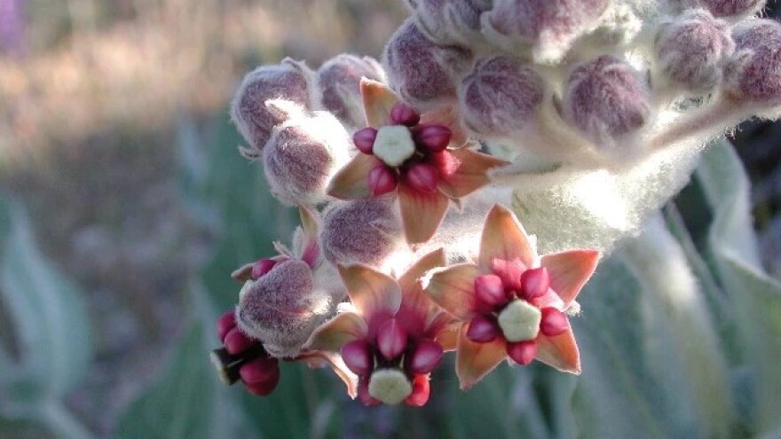 California milkweed flowers.