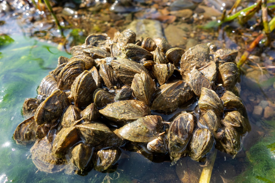 Freshwater mussels